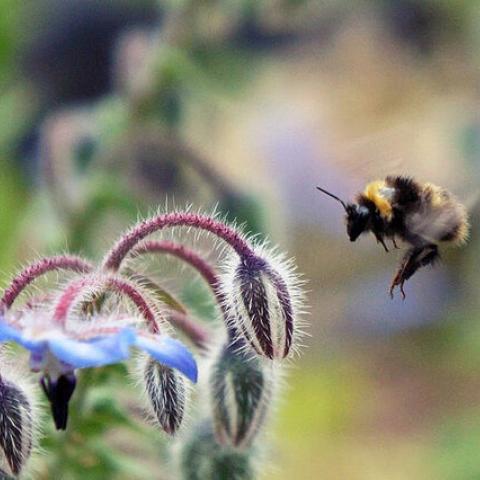 Woodland Community garden