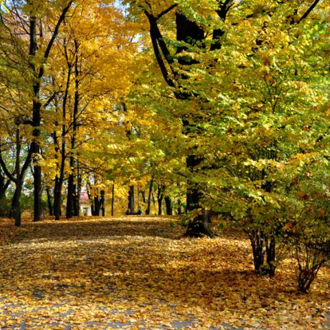 Trees in Kraków