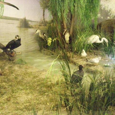 Species present in the wetland