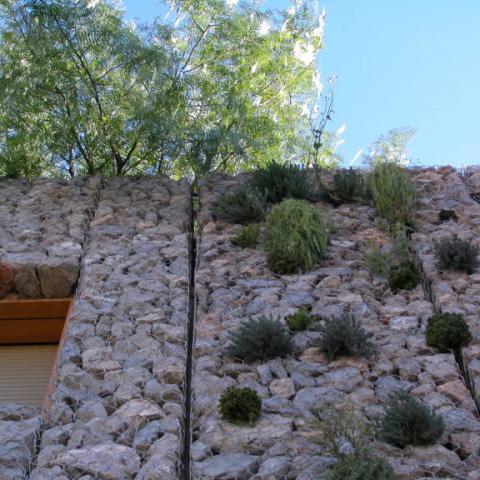Vegetation growing out of stones on the wall of a building