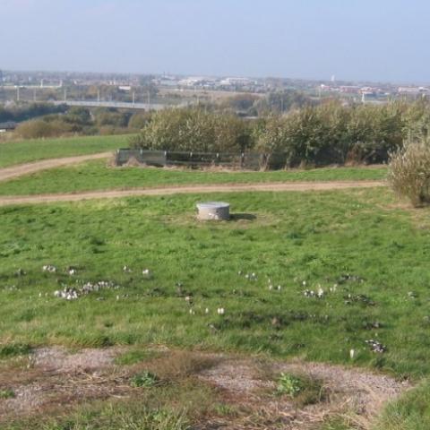 Bidston moss