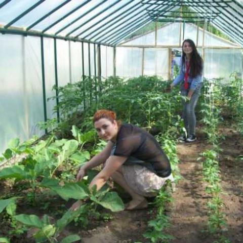 View of the garden plot