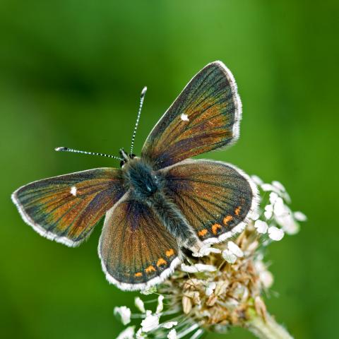 Edinburgh Living Landscape