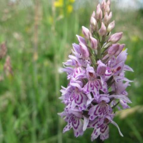 Edinburgh and Lothians Greenspace and Trust