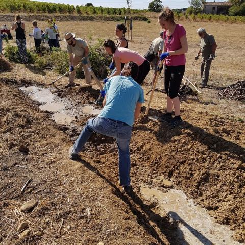 A group of people digging with shovels