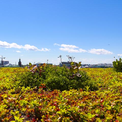 Sveavägen 44. Taklandskap