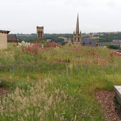 Sharrow School Green Roof