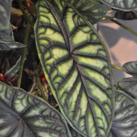 Vertical Garden InternetSupport, Bielefeld