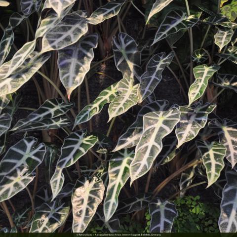 Vertical Garden Interner Support Bielefeld