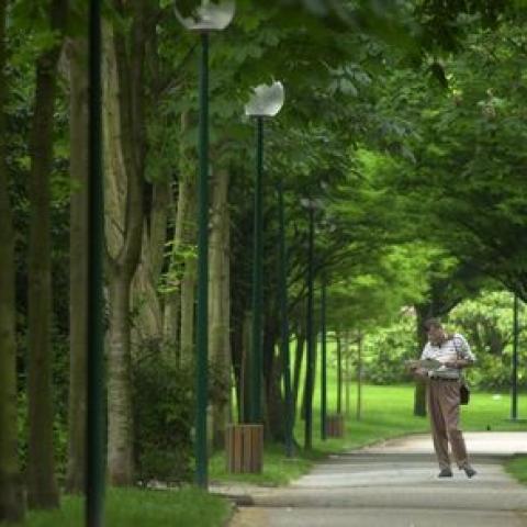 A person standing on a path surrounded by trees on both sides