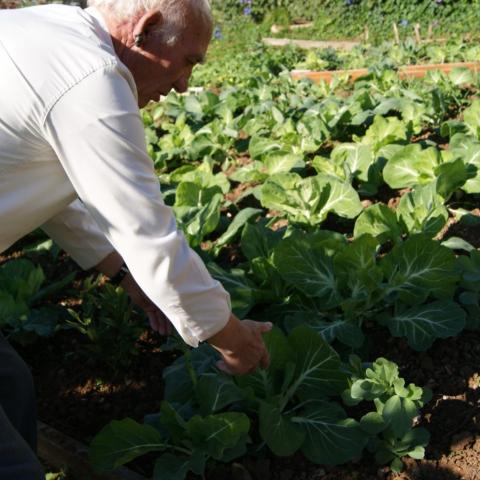 Community gardens in Sintra