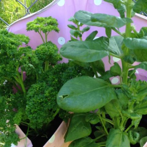 Organic Without Borders