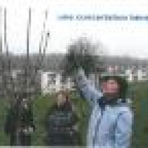 A group of people consulting on a tree