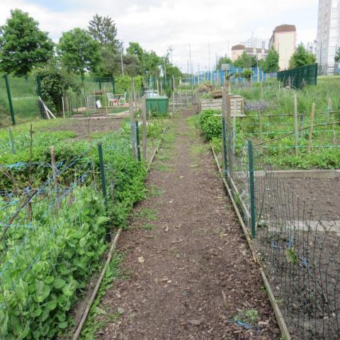 A path between vegetable beds