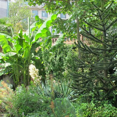 Nizza Mediterrean garden