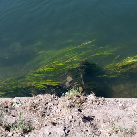 Water flowing besides a path