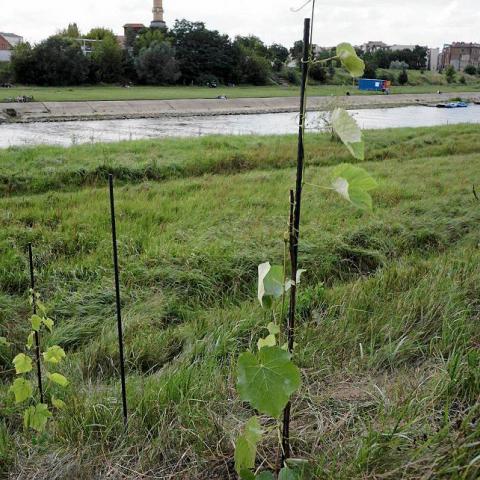 The vineyards of Poznan