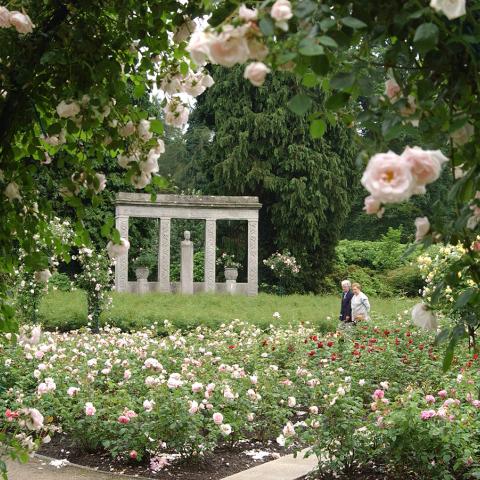 Ohlsdorf cemetery rose garden