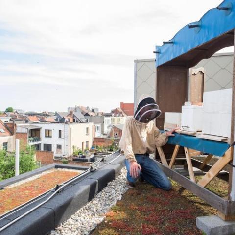 A beekeeper tending to a beehive on a rooftop