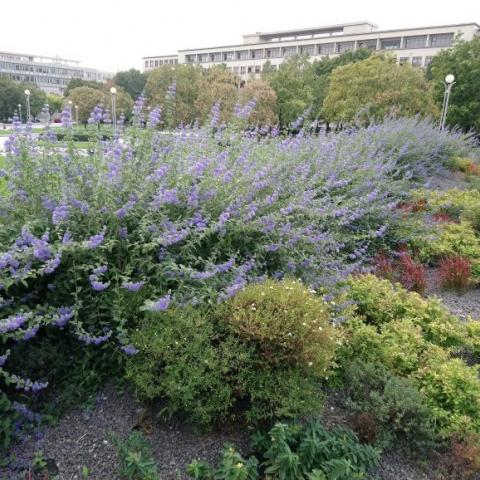 Liberty Square Perennial Plantation