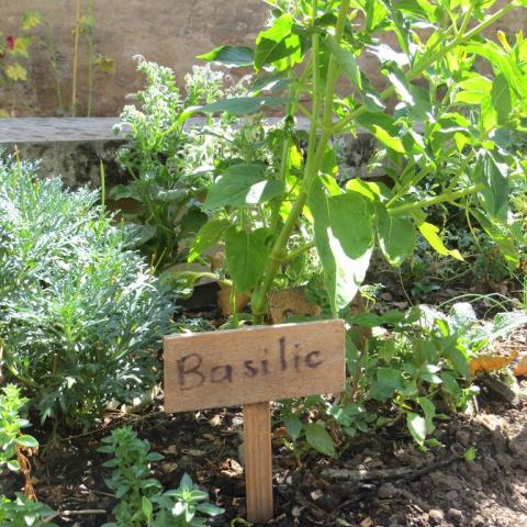 Plants growing in a garden bed with a sign reading 'basilic'