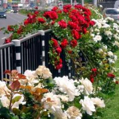 Flowers planted on a street median