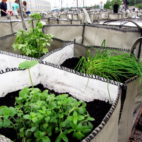 Experimental field of gardening bags
