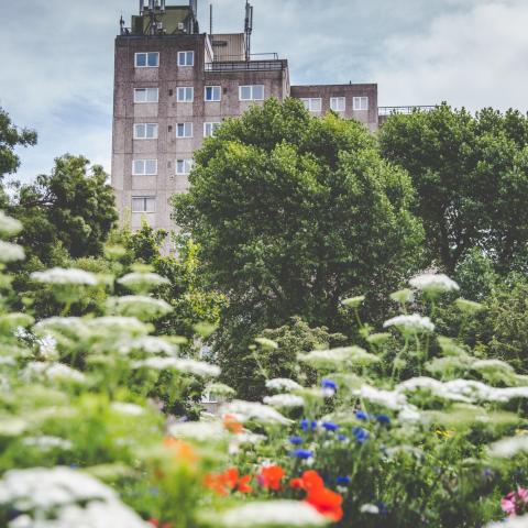 Portsmouth Urban Meadows