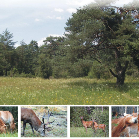 Pictures of deer grazing on trees and grass in vegetated area