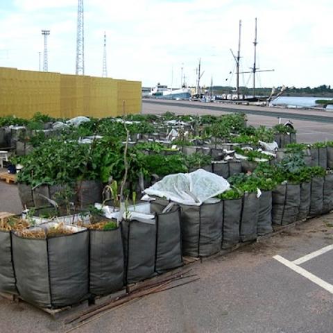 Urban farming in Helsinki, Finland