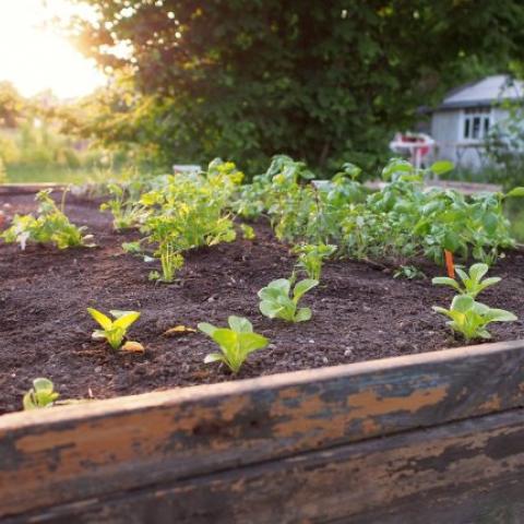 Summer in the garden