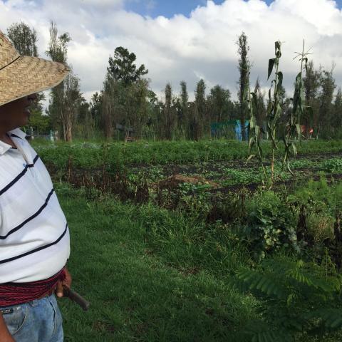 Traditional cultivation practices in Xochimilco borough