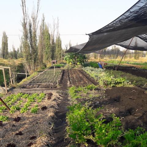Traditional cultivation practices in Xochimilco borough