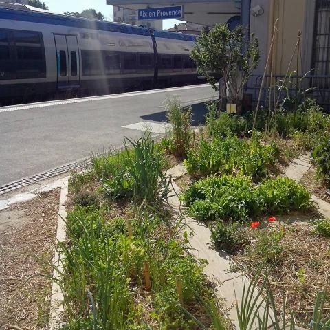 Community garden at the railway