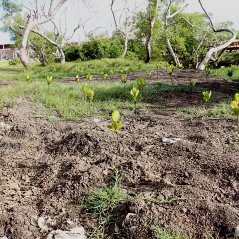 ADEL Chiveve River Planting 1
