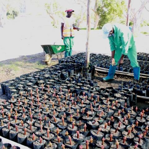 ADEL Chiveve River Planting 2