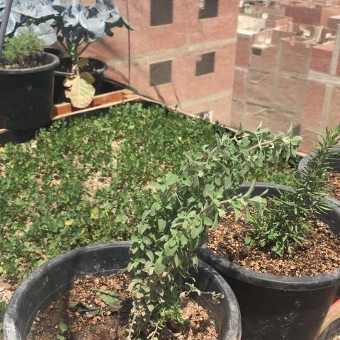 Cairo Urban rooftop farming