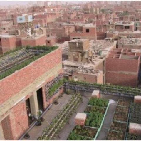 Cairo Urban rooftop farming