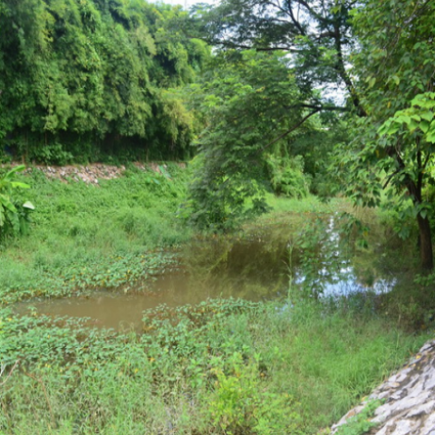 River Kok prior to restoration efforts