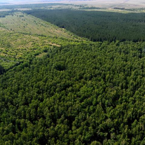 Nur-Sultan Green Belt: Green areas