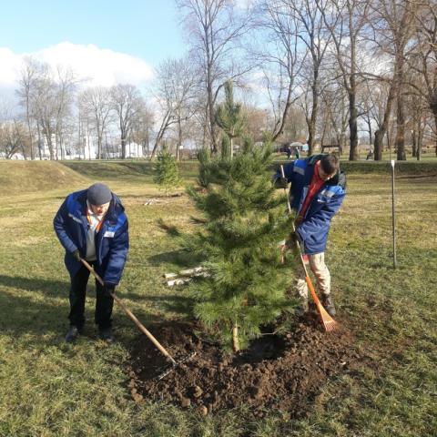 Help in landscaping from a resident of Mogilev as a gift to the collection of cedar trees