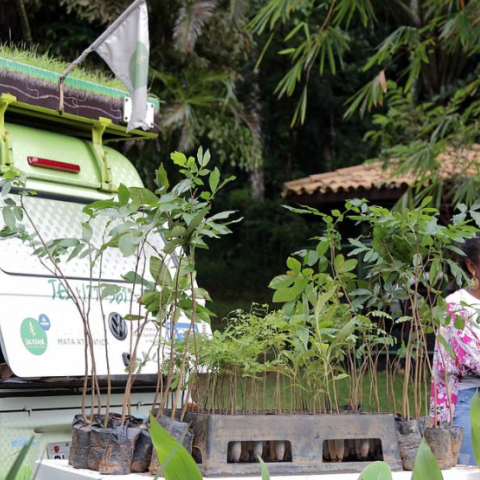 Caravana Mata Atlântica - delivery of trees
