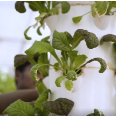Dubai Residential Complex Biodomes' food production