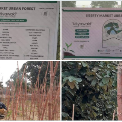 Liberty Market Forest 