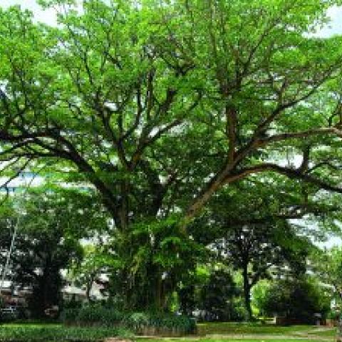 Ficus sycomorus in the Kampala Capital City 