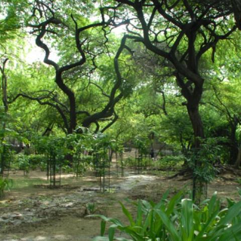 DifferentLayersOfForestEcosystem