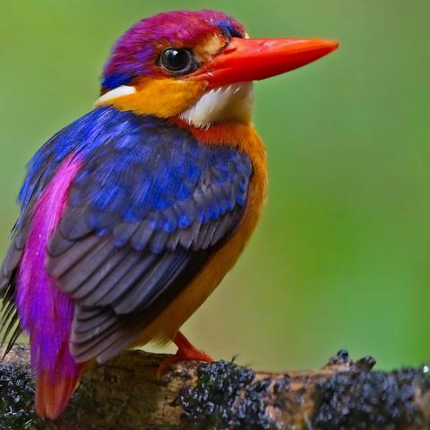 Oriental Dwarf Kingfisher