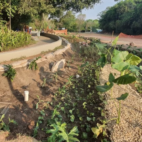 Planting in the rain garden at Fazenda Lagoa do Nado Municipal Park