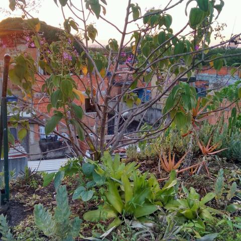 Rooftop Teto Verde Favela