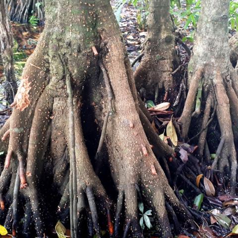 Upriver Orange Mangrove